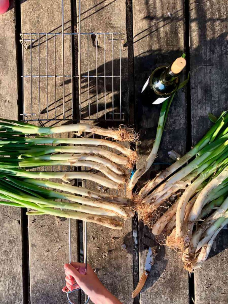 Calçots ready to cook on the barbecue