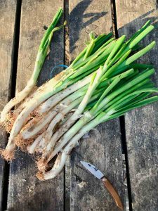 Calçots before cooking